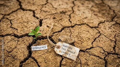 A young seedling pushes through cracked dry earth, a fragile hope for new life with a nurturing message.