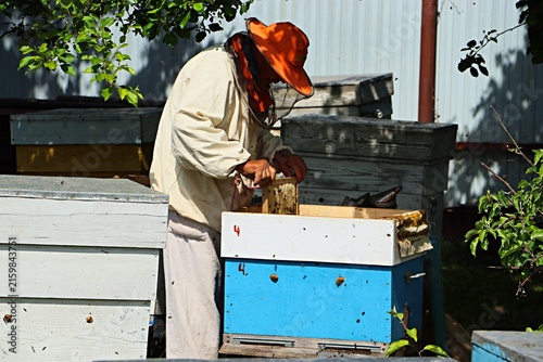 Bild auf Leinwand Inspection and revision of frames in a beehive, a beekeeper carries out work in