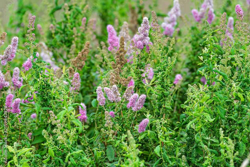 Obraz premium A dense field of pink steeplebush spiraea flowers blooming with vibrant green leaves, creating a natural floral pattern backdrop.