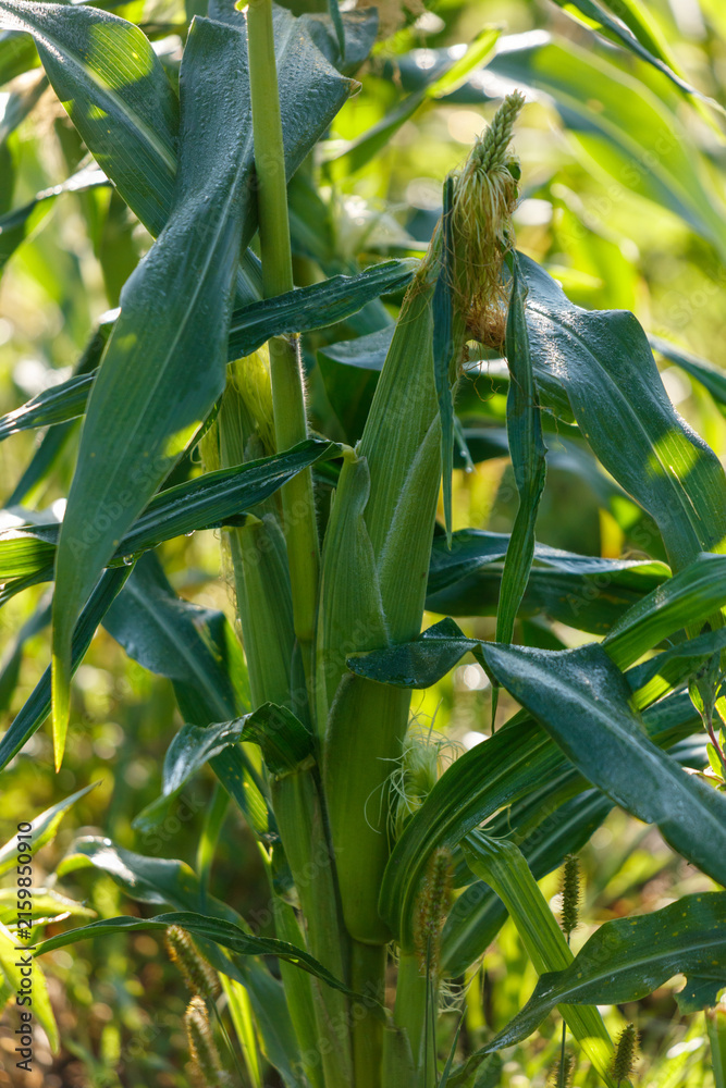 Fototapeta premium Young corn plant with green stalk and leaves