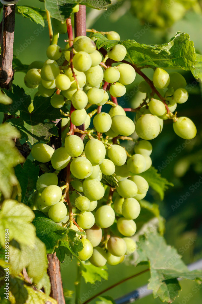 Naklejka premium Green grapes hang from a vine