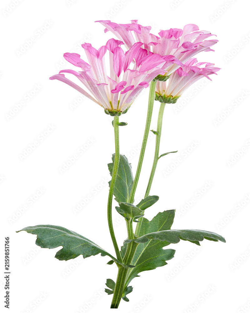 Obraz premium Pink daisy spray chrysanthemum branch with multiple flowers, green stems and leaves, isolated on transparent background with clipping path