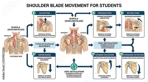 Shoulder Blade Movement Anatomy Educational Infographic Chart