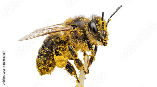 Macro honey bee covered in yellow pollen, fuzzy bumblebee on a branch, detailed insect photography for nature education isolated PNG with Transparent Background
