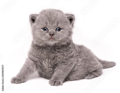 Gray British Shorthair kitten Isolate