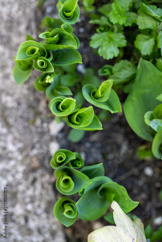 Des jeunes pousses de muguet émergeant du sol au printemps, dont les feuilles vertes déploient de superbes enroulements en spirale naturelle.