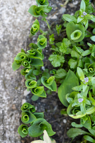 Des jeunes pousses de muguet émergeant du sol au printemps, dont les feuilles vertes déploient de superbes enroulements en spirale naturelle.