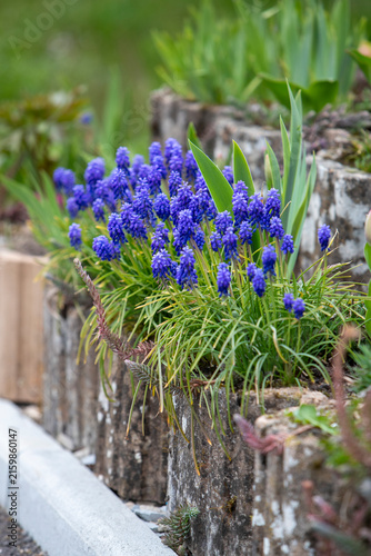 Touffes de muscaris(Muscari armeniacum), de petites plantes bulbeuses aux grappes serrées de fleurs bleu cobalt en forme de clochettes, poussant dans des bordures en pierre.