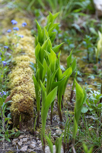 Des jeunes pousses de muguet émergeant du sol au printemps, dont les feuilles vertes déploient de superbes enroulements en spirale naturelle.
