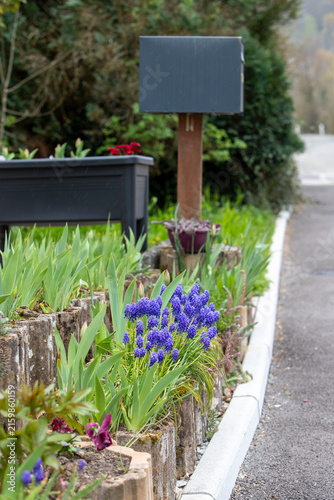 Touffes de muscaris(Muscari armeniacum), de petites plantes bulbeuses aux grappes serrées de fleurs bleu cobalt en forme de clochettes, poussant dans des bordures en pierre.