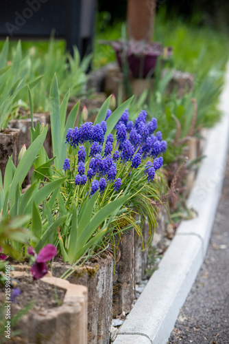 Touffes de muscaris(Muscari armeniacum), de petites plantes bulbeuses aux grappes serrées de fleurs bleu cobalt en forme de clochettes, poussant dans des bordures en pierre.