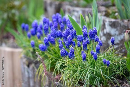 Touffes de muscaris(Muscari armeniacum), de petites plantes bulbeuses aux grappes serrées de fleurs bleu cobalt en forme de clochettes, poussant dans des bordures en pierre.