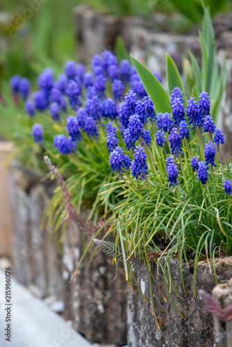 Touffes de muscaris(Muscari armeniacum), de petites plantes bulbeuses aux grappes serrées de fleurs bleu cobalt en forme de clochettes, poussant dans des bordures en pierre.