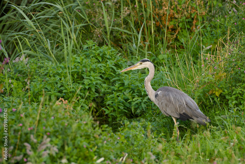 Fotografie Grey heron standing among tall green vegetation, surrounded by grasses and wild
