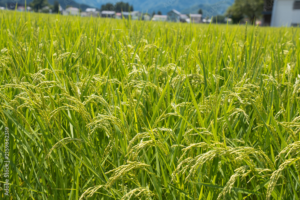 Fototapeta premium Summer Rice Ears Swaying in the Wind in Japan
