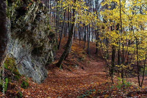 Fotografía Narrow forest trail curves beside a rugged limestone rock outcrop covered with moss in a deciduous woodland filled with golden beech and hornbeam foliage