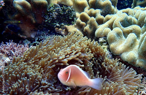 Obraz na płótnie Philippines sea life