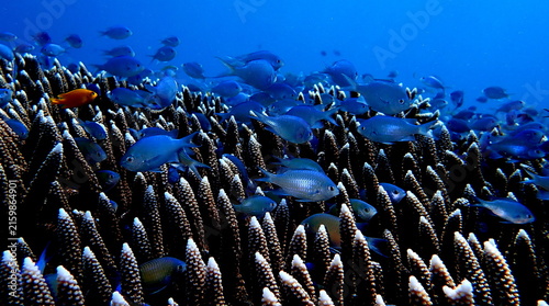 Obraz na płótnie Philippines sea life