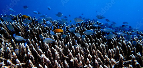 Obraz na płótnie Philippines sea life