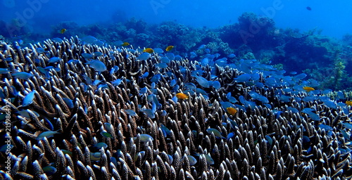 Obraz na płótnie Philippines sea life