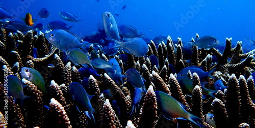 Obraz na płótnie Philippines sea life