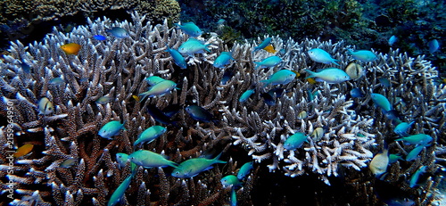 Obraz na płótnie Philippines sea life
