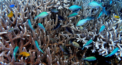 Obraz na płótnie Philippines sea life