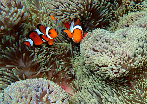 Fotografie Philippines sea life