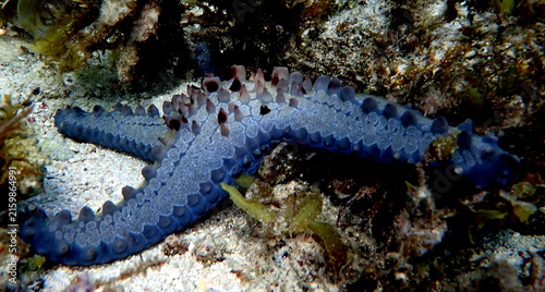 Obraz na płótnie Philippines sea life