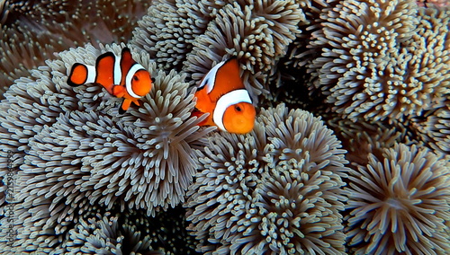 Obraz na płótnie Philippines sea life