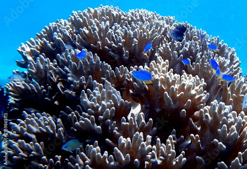 Obraz na płótnie Philippines sea life
