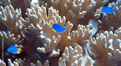 Obraz na płótnie Philippines sea life