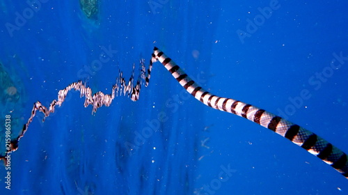 Obraz na płótnie Philippines sea life