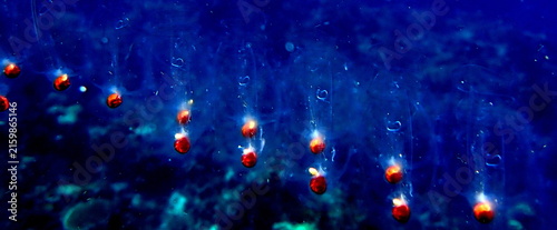 Obraz na płótnie Philippines sea life