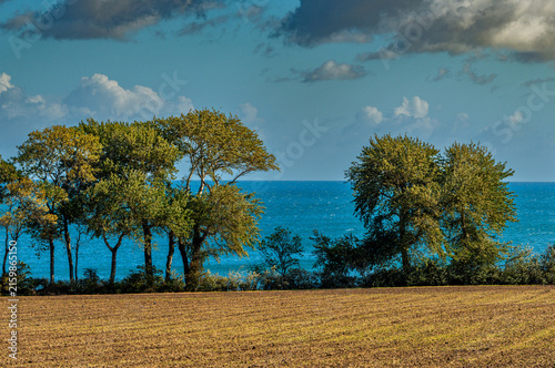 Feld mit Bäumen an der Steilküste Katahrinenhof auf Fehmarn