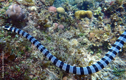 Obraz na płótnie Philippines sea life