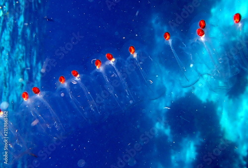 Obraz na płótnie Philippines sea life