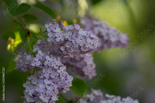 Syringa vulgaris, common lilac, with clusters of delicate lavender-purple flowers and fresh green leaves in soft natural light, creating a lush spring garden scene. 