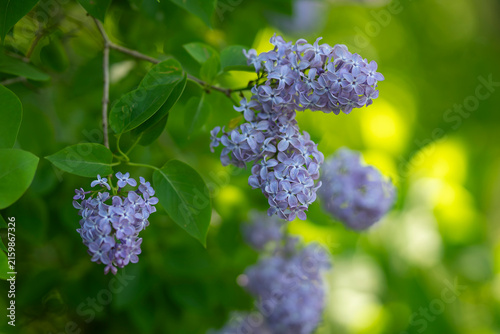 Syringa vulgaris, common lilac, with clusters of delicate lavender-purple flowers and fresh green leaves in soft natural light, creating a lush spring garden scene. 