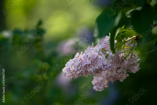 Syringa vulgaris, common lilac, with clusters of delicate lavender-purple flowers and fresh green leaves in soft natural light, creating a lush spring garden scene. 