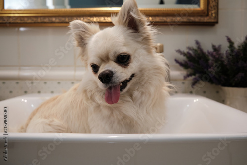 Adorably funny cream-colored longhair Chihuahua sitting inside a white ceramic bathroom sink, looking to the side with open mouth and tongue sticking out.