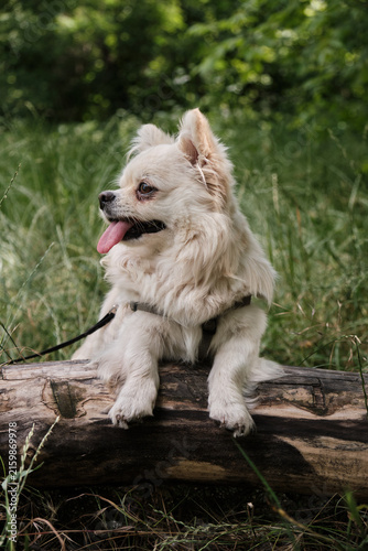 Cute Chihuahua Dog Lying on Tree Trunk Outdoors. A long-haired cream Chihuahua mix dog resting on a thick fallen tree branch in a sunlit green forest with head turned down.