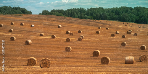 hay bales in the field