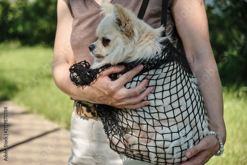 Close Up of Small Fluffy Chihuahua Dog in Mesh Bag. A close-up portrait of a small fluffy cream Chihuahua dog sitting inside a black mesh string tote bag carried by its owner in a park.