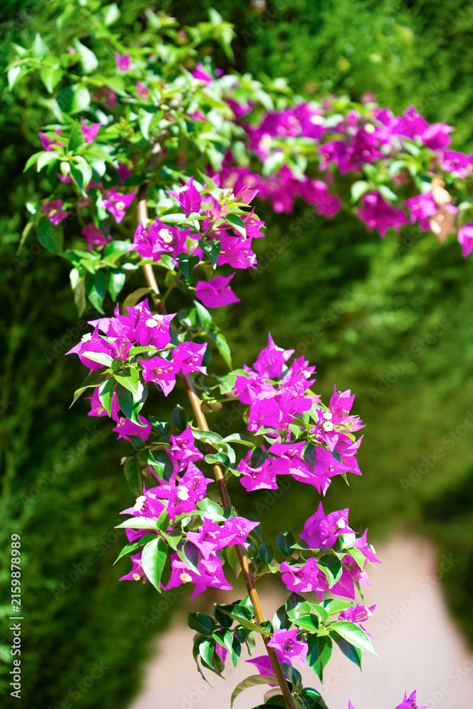 Fototapeta premium Close-up of vibrant pink bougainvillea flowers and green leaves in bright sunlight with shallow depth of field and a soft blurred natural background.