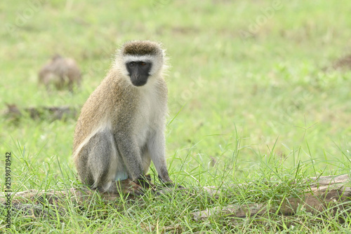 Photography Vervet monkey crawls along log watching camera