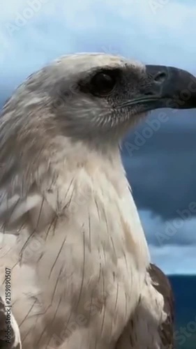 Close up shot of majestic white bellied sea eagle looking around against dramatic sky