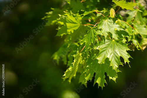 Fresh Norway maple leaves catch the warm summer light. Acer platanoides, Norway maple, with fresh bright green palmate leaves glowing in warm sunlight against a softly blurred natural background. 