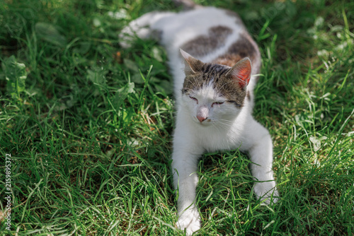 Curious domestic cat lying in green grass and looking toward the camera. Concept of relaxation, pet curiosity and peaceful outdoor life.