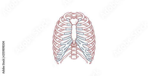 Foto Detailed anatomical illustration of human rib cage and sternum showing bone structure